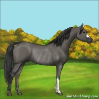 Horse Color:Grullo Rabicano 
