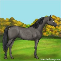 Horse Color:Grullo Rabicano 