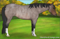 Horse Color:Brown Roan Rabicano 