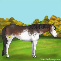 Horse Color:White Spotted Brown