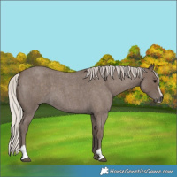 Horse Color:Silver Blue Roan Sabino 