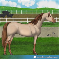Horse Color:Red Dun 