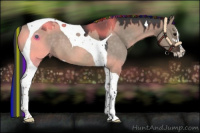 Horse Color:Painted Brown Dun Sabino Tobiano 