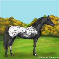 Horse Color:Black Appaloosa 