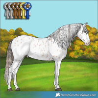 Horse Color:White Spotted Bay Roan Appaloosa