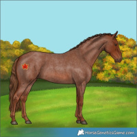 Horse Color:Red Roan 