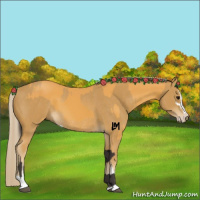 Horse Color:Buckskin Sabino Rabicano and Palomino Sabino Rabicano