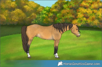Horse Color:Buckskin