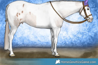Horse Color:Bay Roan Splash Tobiano Appaloosa 