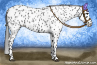 Horse Color:Blue Roan Appaloosa 