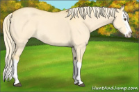 Horse Color:Palomino Dun Splash 