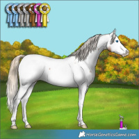 Horse Color:Red Roan Splash Appaloosa Rabicano 