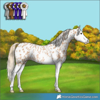 Horse Color:Red Roan Splash Leopard Rabicano 