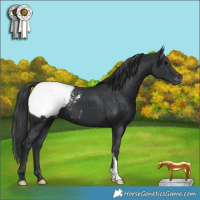 Horse Color:Black Appaloosa