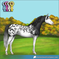 Horse Color:Black Splash Near Leopard 