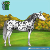 Horse Color:Black Splash Appaloosa 