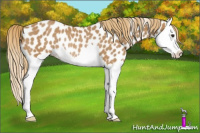 Horse Color:Chestnut Splash Appaloosa Rabicano 