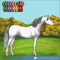 Horse Color:Black Splash Near Fewspot Rabicano 