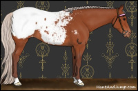 Horse Color:Chocolate Silver Bay Appaloosa 