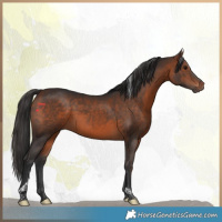 Horse Color:Bay Tobiano 