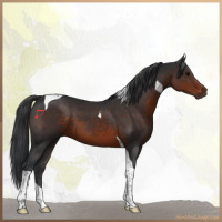 Horse Color:Brown Tobiano 