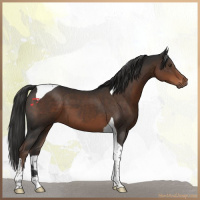 Horse Color:Liver Chestnut Tobiano 
