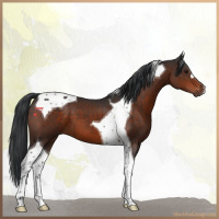 Horse Color:Brown Tobiano 