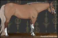 Horse Color:Chocolate Silver Brown Dun 