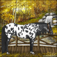 Horse Color:Black Near Leopard 