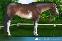 Horse Color:White Spotted Brown 