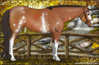 Horse Color:White Spotted Bay 