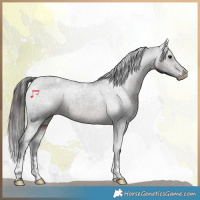 Horse Color:Brown Tobiano Appaloosa 