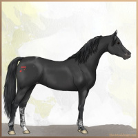 Horse Color:Black Tobiano Appaloosa 