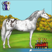 Horse Color:Silver Brown Tobiano Appaloosa 