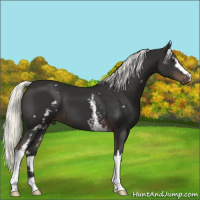 Horse Color:White Spotted Liver Chestnut Mushroom