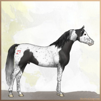 Horse Color:Black Splash Tobiano Appaloosa 