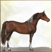 Horse Color:Liver Chestnut Tobiano