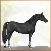 Horse Color:Black Tobiano