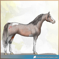 Horse Color:Brown Splash Tobiano Appaloosa 
