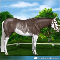 Horse Color:Liver Chestnut Mushroom Splash Rabicano