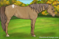 Horse Color:Chocolate Palomino Dun Appaloosa Brindle