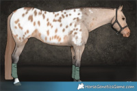 Horse Color:Bay Dun Appaloosa 
