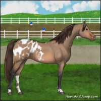 Horse Color:Bay Dun Appaloosa 