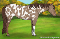 Horse Color:Liver Red Dun Appaloosa 