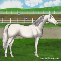 Horse Color:Cremello Dun Varnish 