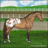 Horse Color:Buckskin Dun Blanket 