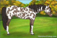 Horse Color:Liver Red Dun Appaloosa Brindle