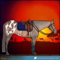 Horse Color:Bay Dun Appaloosa Brindle
