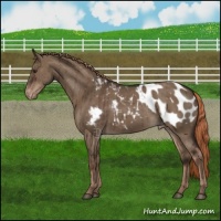 Horse Color:Liver Red Dun Blanket Brindle 
