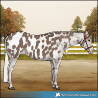 Horse Color:Liver Red Dun Mushroom Appaloosa Brindle 